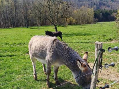 Bild 3:Esel Deckhengst (kein Verkauf)