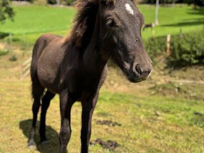 Bild 4:Isländer Stutfohlen Smoky Black mit Splash-Gen