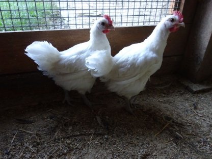 Bild 4:Bresse Gauloise französischer Herkunft - reinweiß