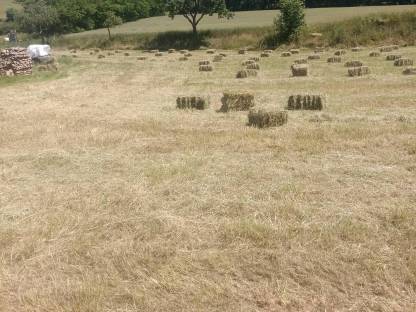 Bild 2:Verkaufe Wiesenheu 1. Schnitt