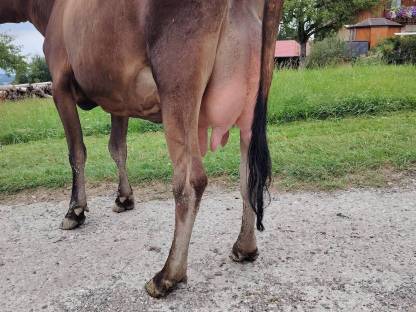 Bild 4:Jersey Jungkuh