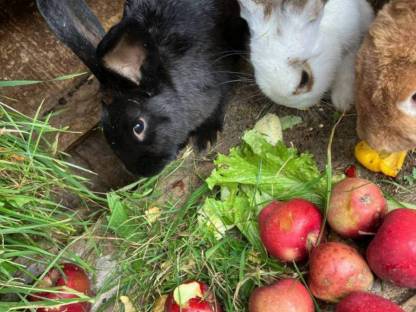 Bild 3:Junge Fleischhasen