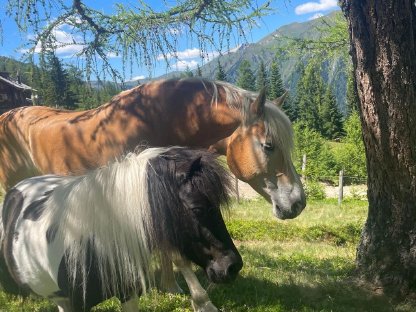 Verkaufe Shetlandpony