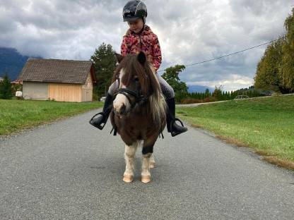 Bild 6:Mini-Shetlandponys