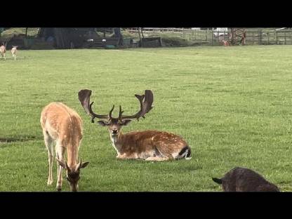 Bild 7:Hochkapitales Damwild