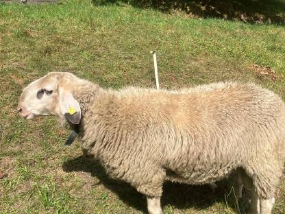 Bild 2:Reinrassiger Kärntner Brillenschafwidder