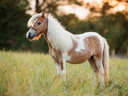 Bild 2:Landessiegerstutjährling Minishetland
