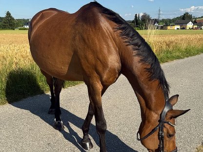 Bild 9:Tschechisches Warmblut, Stute, 13 Jahre, 150 cm, Brauner