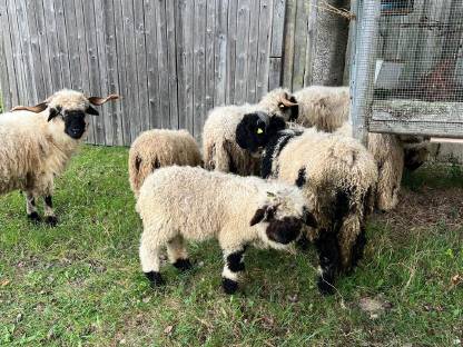 Bild 2:Bio Schwarznasenlamm Aue/Widder