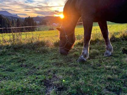 Bild 2:Norikerstute (5 Jahre) - liebevoller Platz gesucht