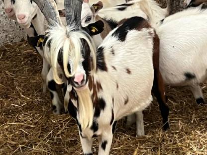 Bild 5:Steirische Scheckenziege Zuchtbock