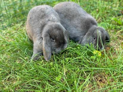 Zwergwidder Blau Kaninchen