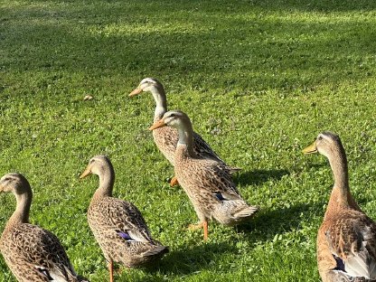 Bild 6:Laufenten - Erpel und Enten