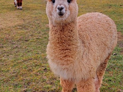 Bild 3:Alpakahengst