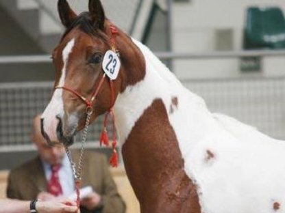 Bild 6:Fuchsscheck Hengstfohlen WH Aayan