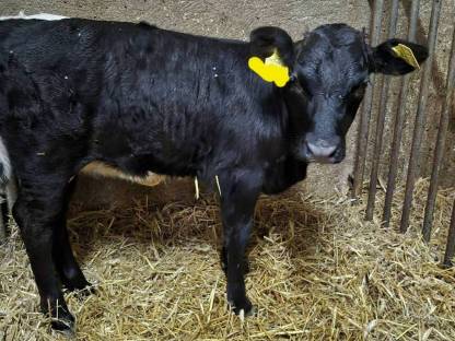 Bild 2:Kreuzungskuhkalb Pi x Dx