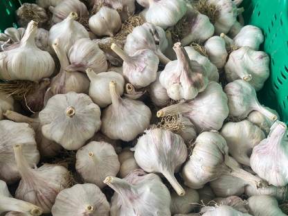 Knoblauch
