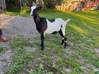 Bild 4:Tauernschecken HB