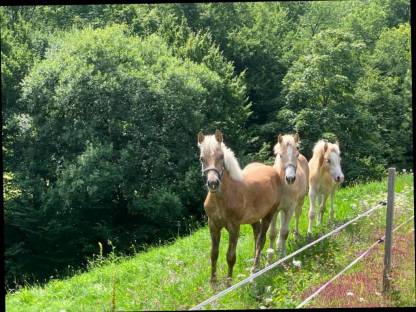 Haflinger-Hengstfohlen