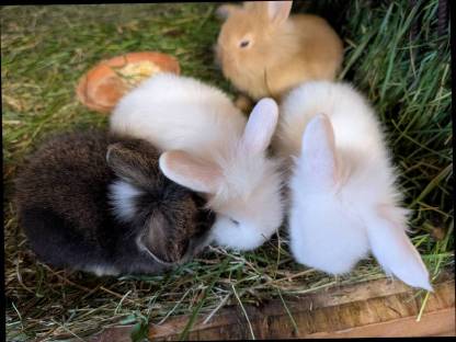 Löwenkopf Zwergkaninchen in allen Farben
