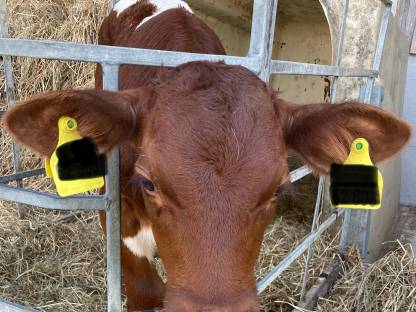 Bild 3:Pinzgauer reinrassiges Stierkalb ! Reserviert !