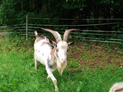 Tauernscheckenbock