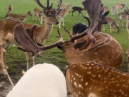 Bild 5:Hochkapitales Damwild