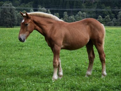 Bild 4:Zwölfer Schaunitz Noriker Hengstfohlen zu verkaufen