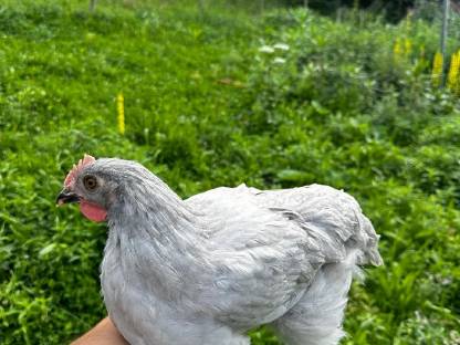 Lavendel Marans Hühner