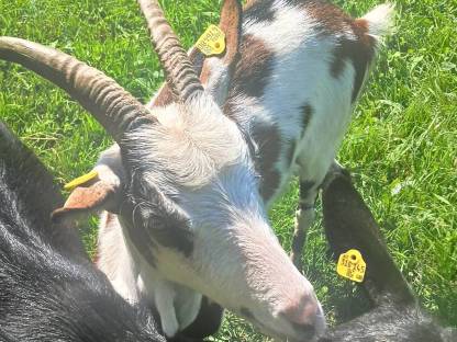 Bild 2:1-jährige Tauernscheckenziege