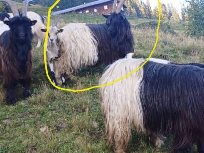 Bild 2:Verkaufe Waliserziege mit Papiere