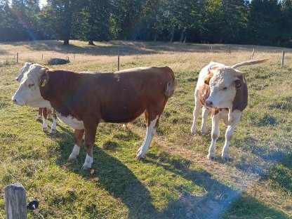 Bild 3:Rind, Stier, Hinterwälder