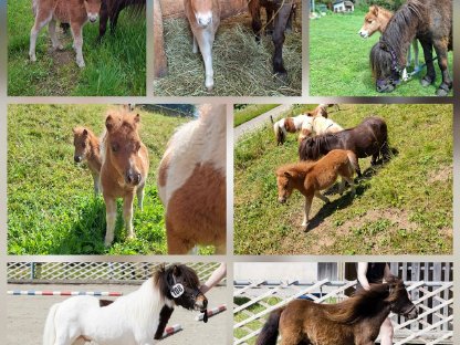 Bild 2:The Little Firehorses Minishetlandponys