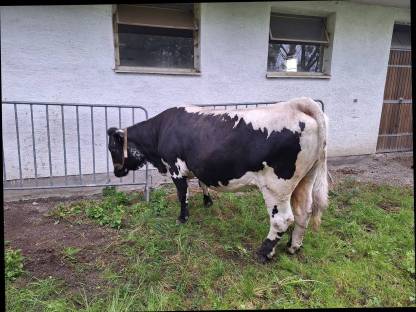 Bild 3:Pustertaler Sprinzenkuh