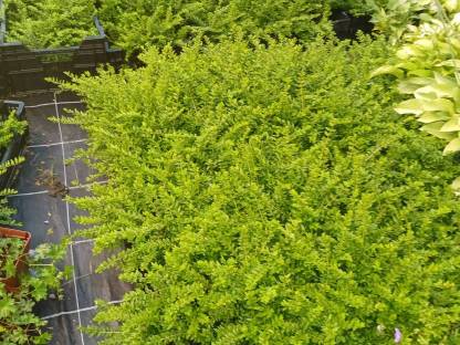 Bild 3:Lonicera, Heckenkirsche