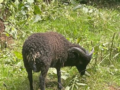 Bild 3:Liebe kleine oussant widder suchen ein neues zuhause