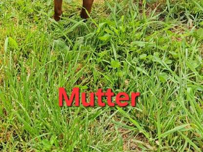 Bild 8:Zwergpinscher Welpen