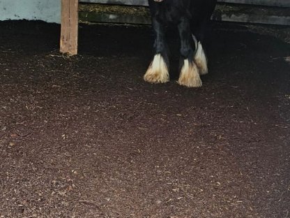 Irish Cob Wallach