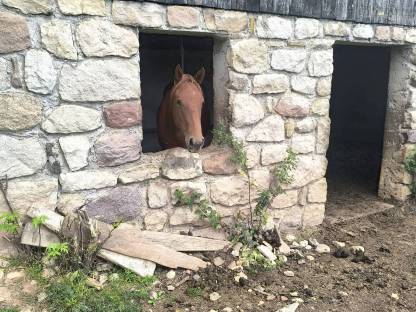 Bild 7:Quarter Horse Wallach