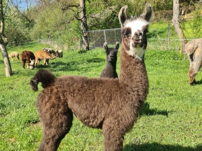 Alpakas und Wooly Lamas zu verkaufen
