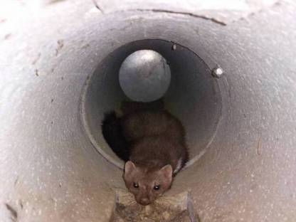 Bild 3:Betonrohrfalle