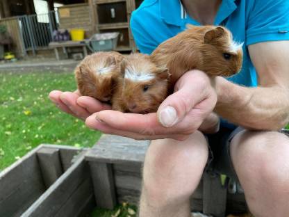 Meerschweinchen