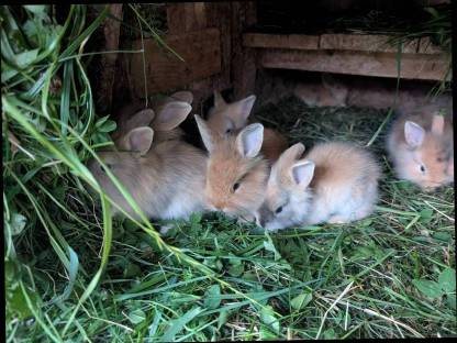 Bild 8:Zwergkaninchen zu vergeben