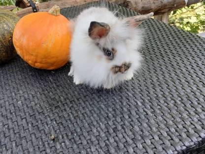 Bild 3:Hasen Männchen