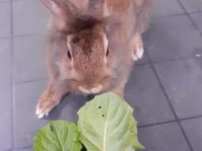 Männliches Zwergkaninchen