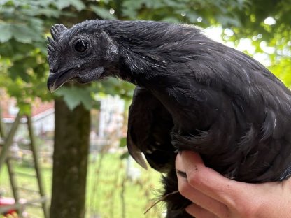 Ayam Cemani Junghahn