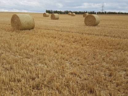Bild 2:Stroh-Rundballen