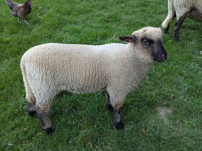 Reinrassiges Shropshire-Schaf