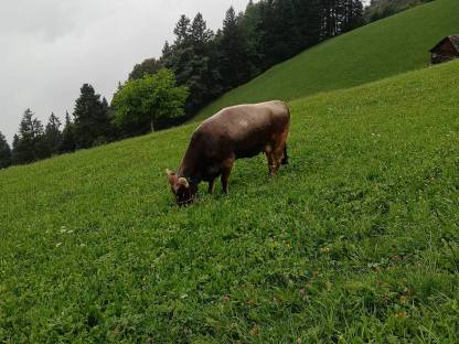 Tiroler Grauvieh