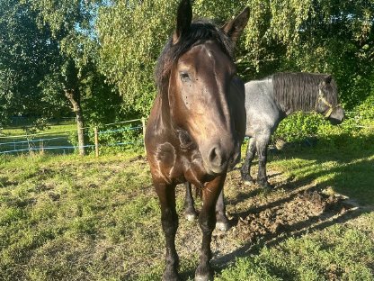 Bild 4:Verkaufe wunderschöne 3-jährige Norikerstute Famosa